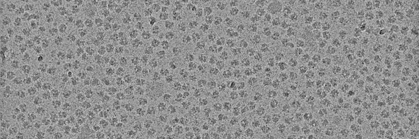 BeckmannLab Profile Banner