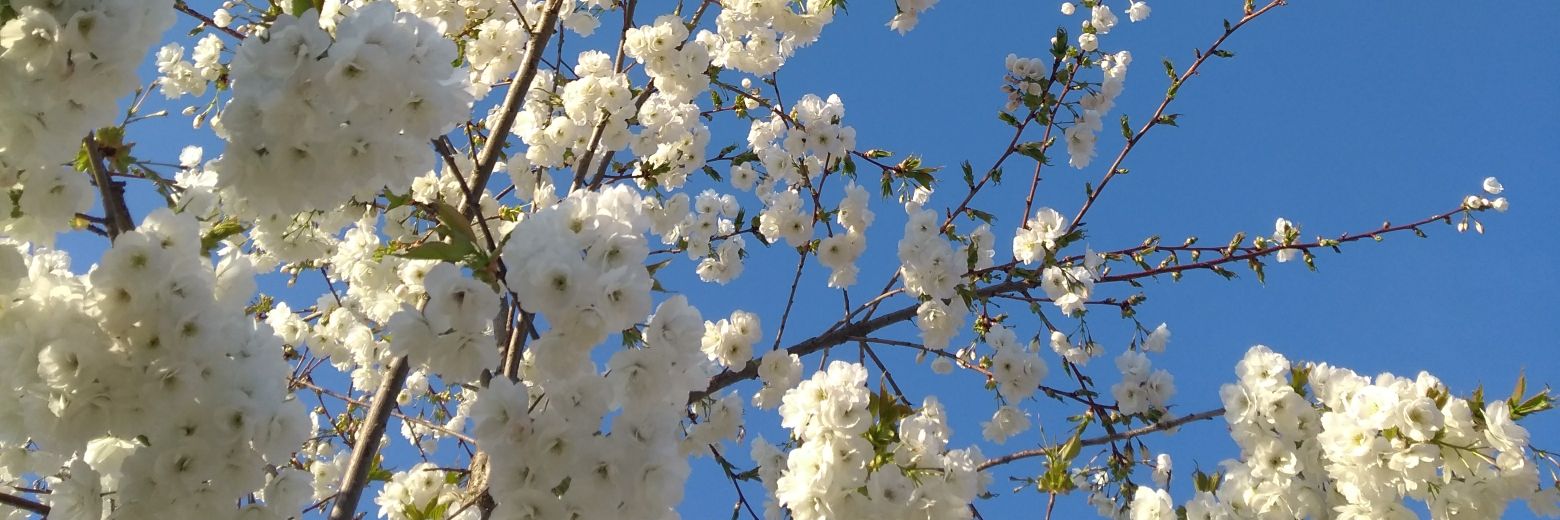 Jordan Robson banner