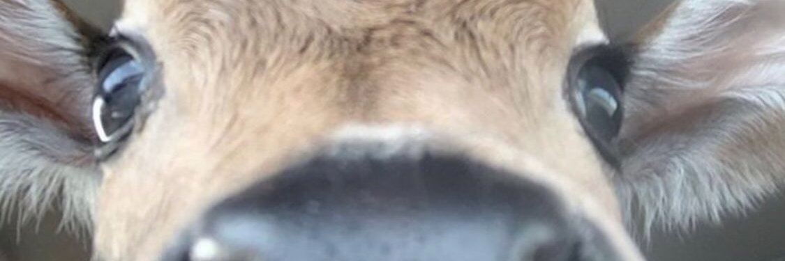 The smirking baby meme banner