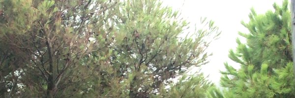 lavefi Profile Banner