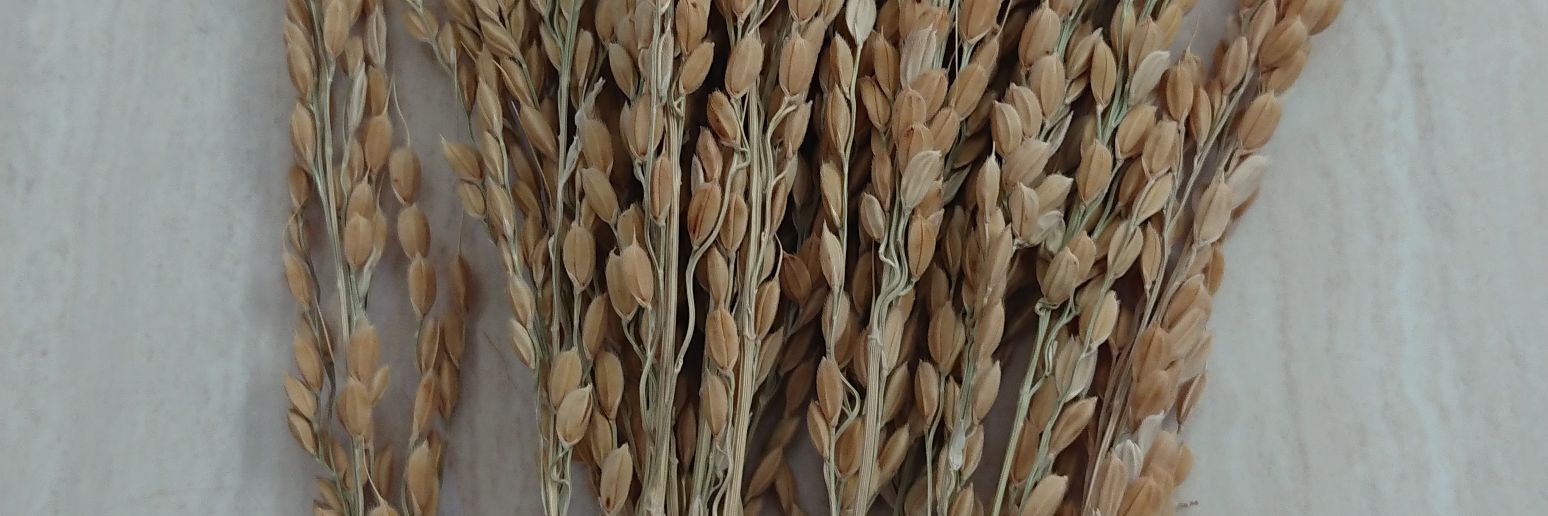 Satoha@Webデザイン×研究支援 banner