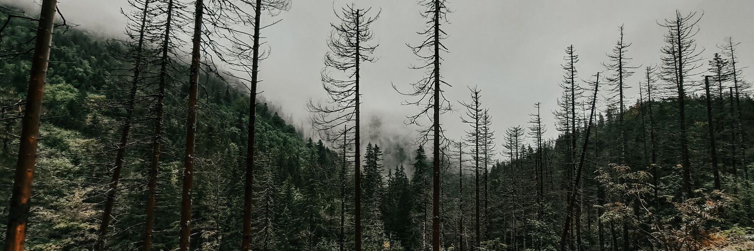 negiedre's profile banner image
