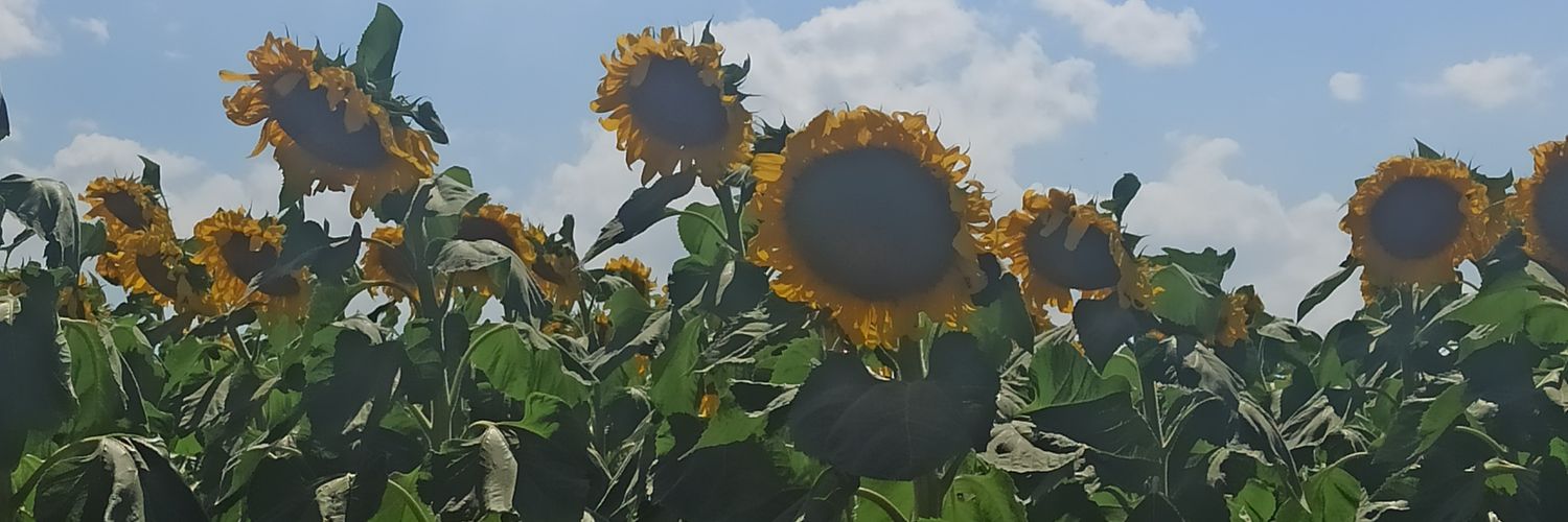 sarimsak6's profile banner image