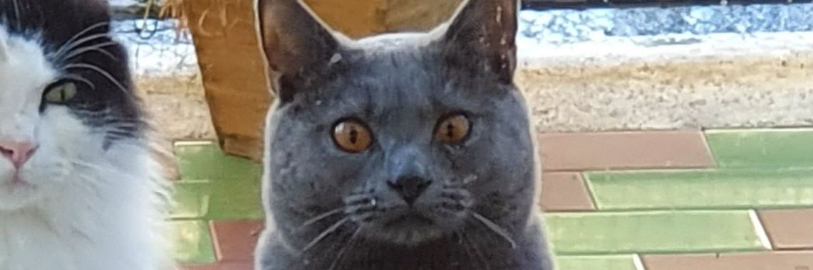 Alessandra Camarca banner