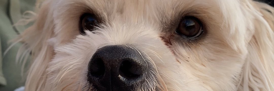 meg_dobbs's profile banner image