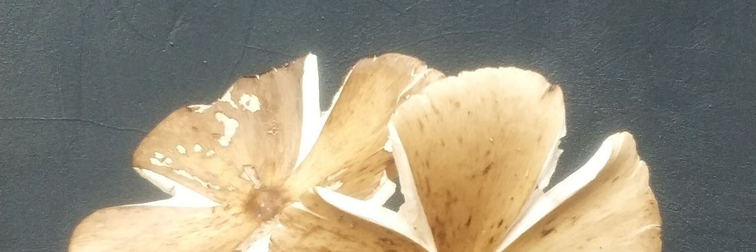 brianpranama's profile banner image