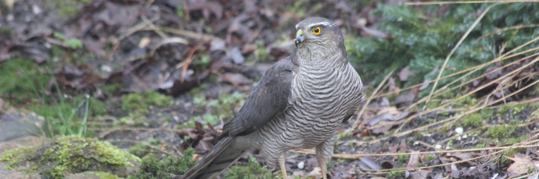 Jacques van de Worp banner