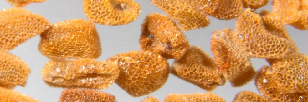 MedBotany's profile banner image