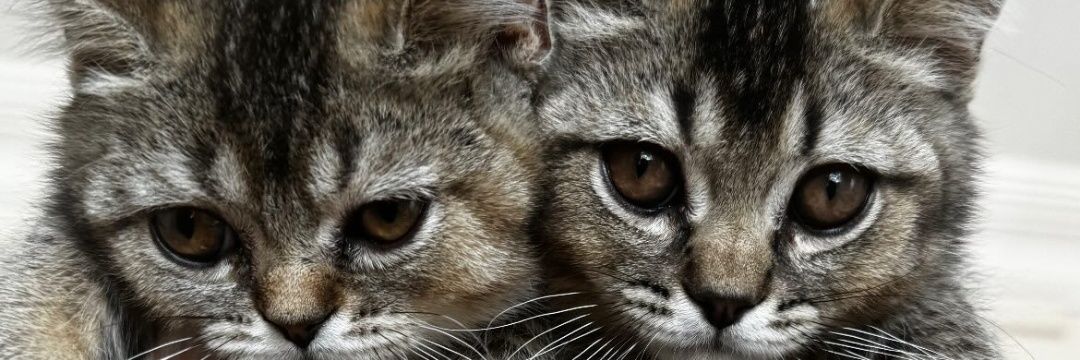 seyduna_'s profile banner image
