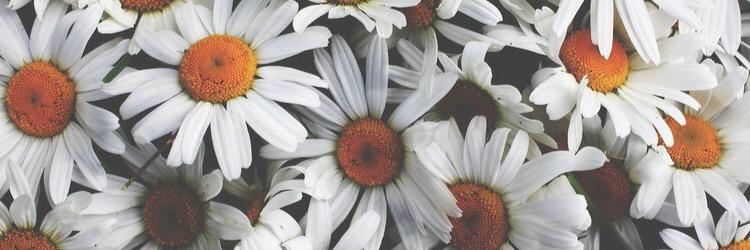 carlyreneeeee's profile banner image