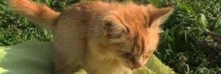 Animalloverzeze's profile banner image