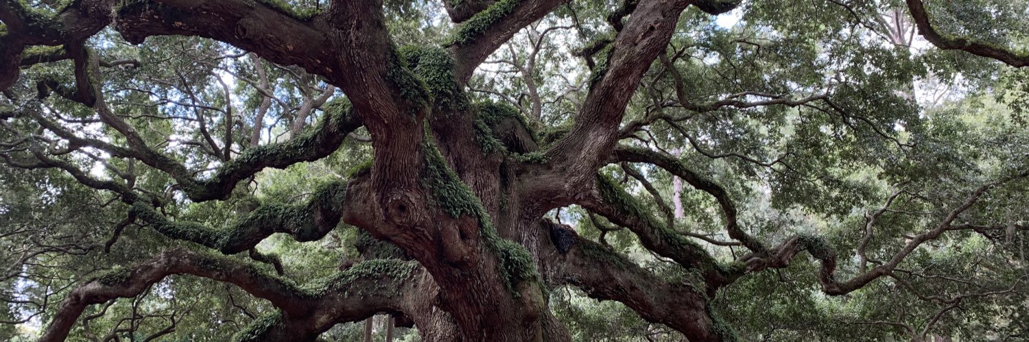 Martha Scherzer banner
