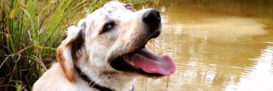 Nicolas Campbell banner