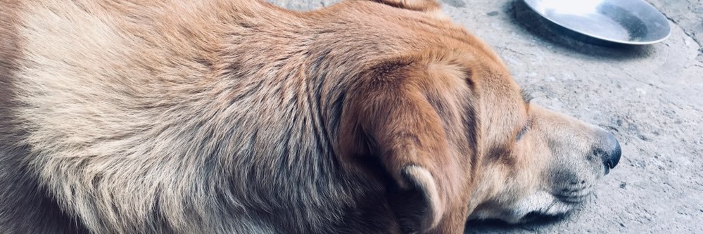 vanol_'s profile banner image