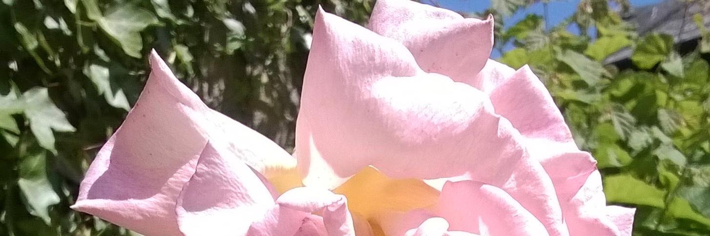 Axminster Wellbeing banner