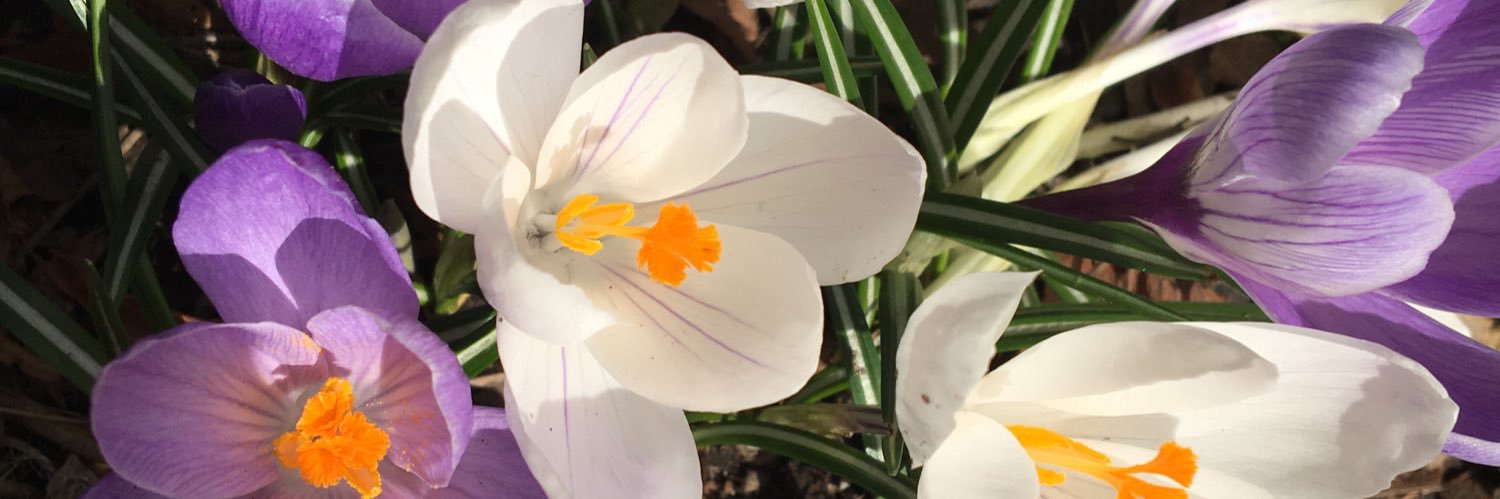 Annette_☀️🇨🇦🧠 banner