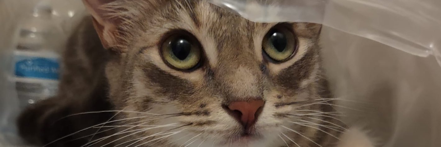 axnicole_'s profile banner image