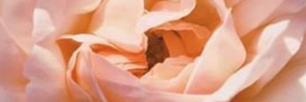 blushcartel's profile banner image