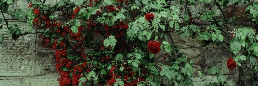 ⊹sands ₊ ‎ ‎ ‎ ‎ ‎ ‎ banner