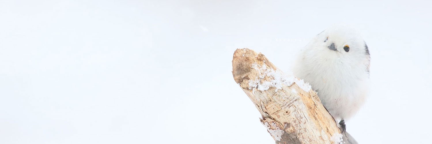 chichaaan's profile banner image