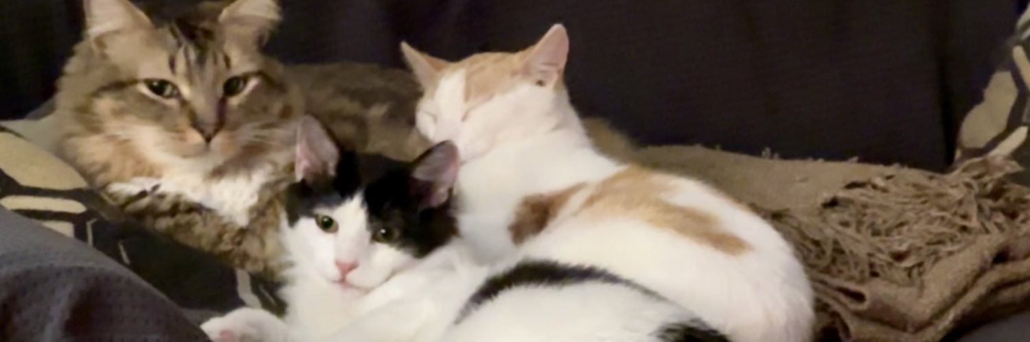 Archie, Fritz, Wolfe, Sherlock🌈& Watson🌈 banner