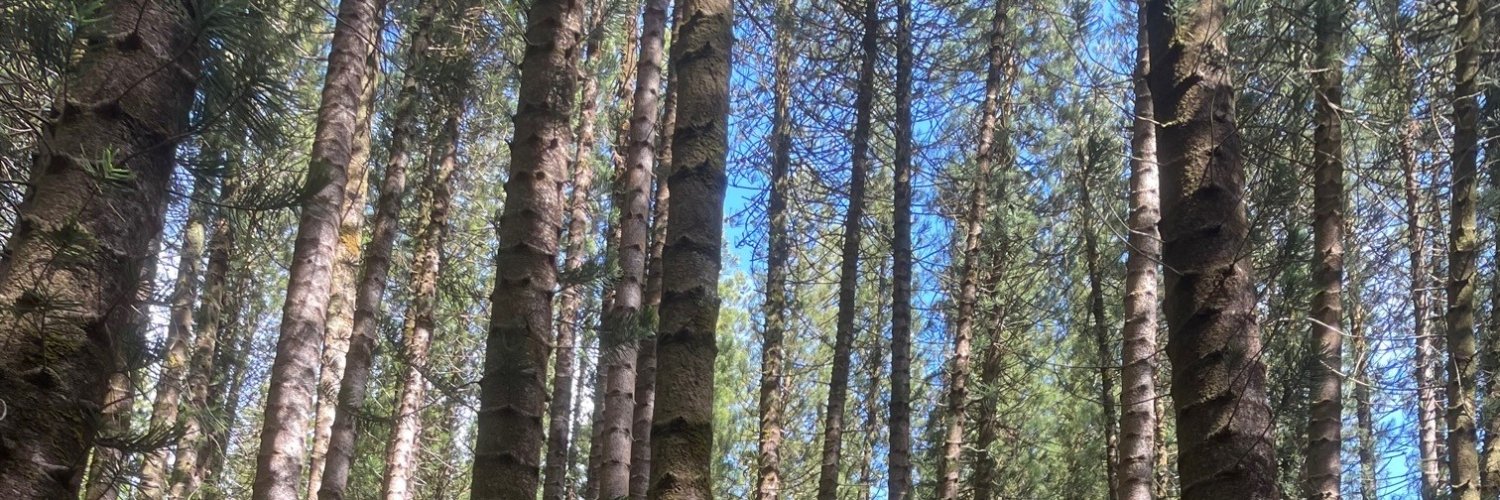 Rachel M Gisselquist banner