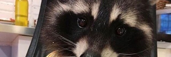 FuzzyxPickle Profile Banner