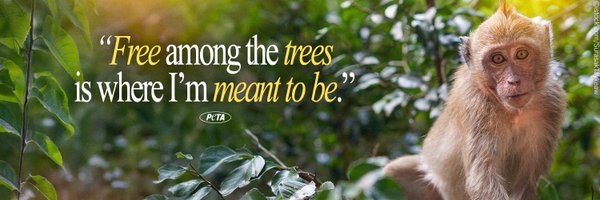 peta Profile Banner