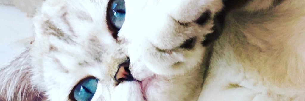 P̲a̲u̲l̲a̲ ̲'s banner