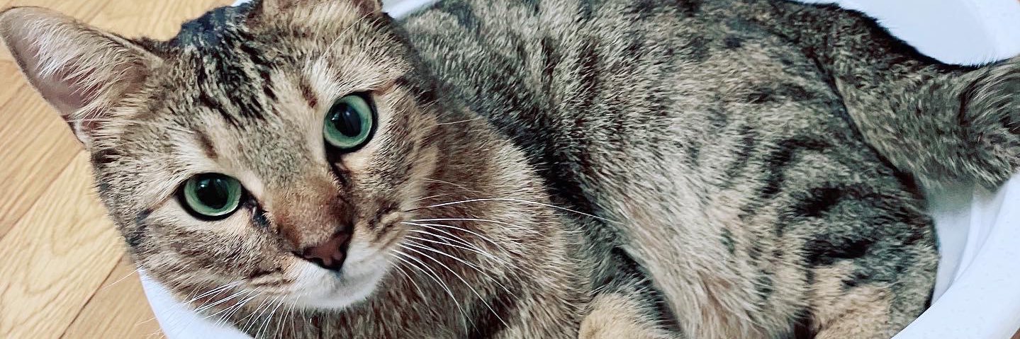 petitmiu1's profile banner image