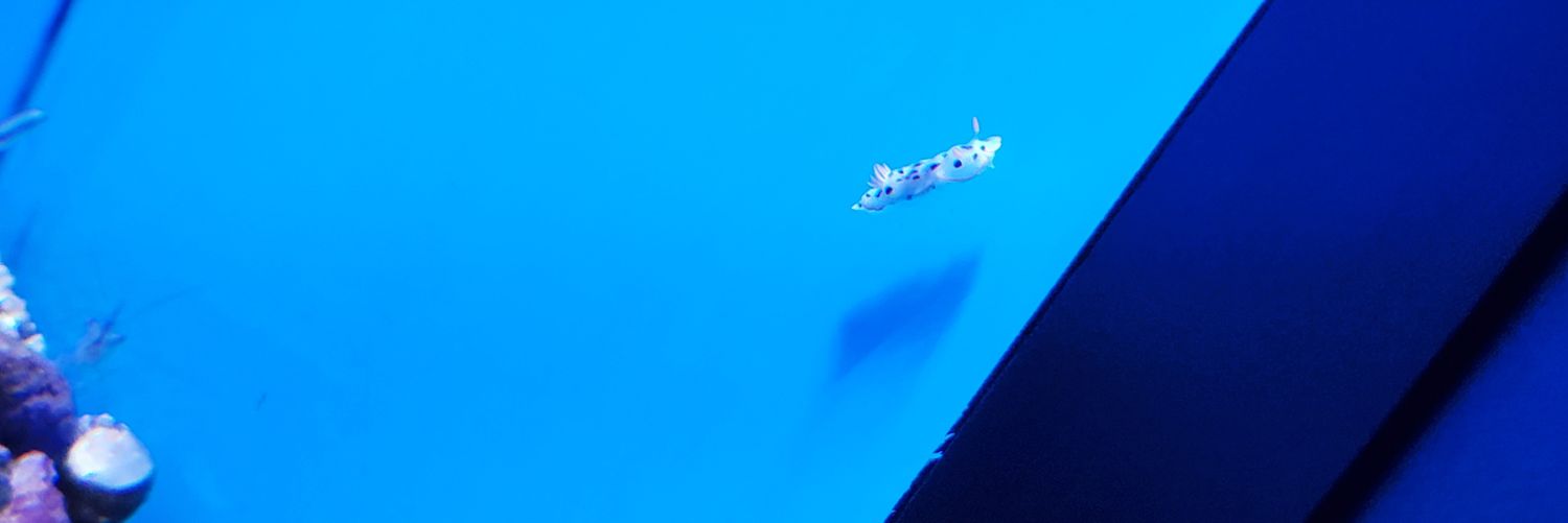 Ca_nyahh's profile banner image