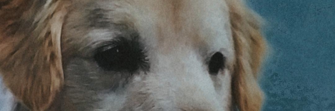 vidadeacs's profile banner image