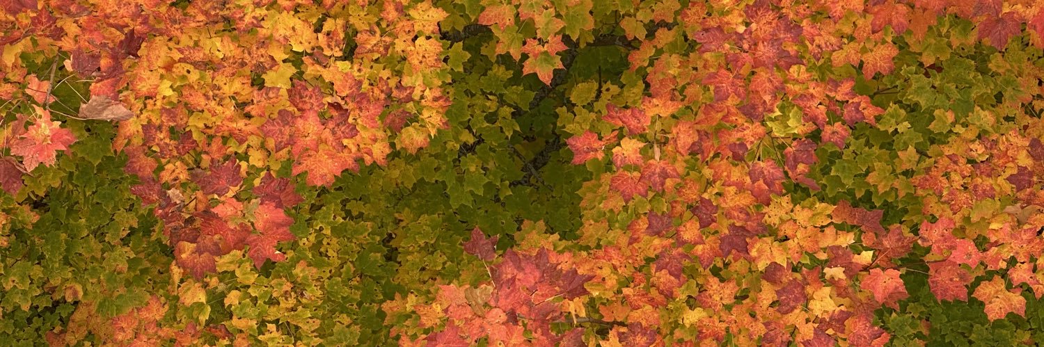 Meme 🧚🏽‍♀️ banner