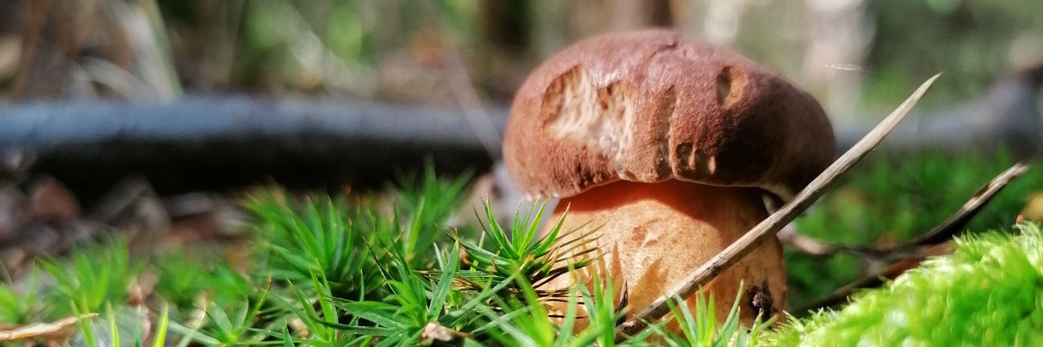 Ludwig Thomae banner