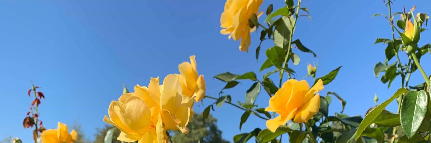 rhysdvs's profile banner image