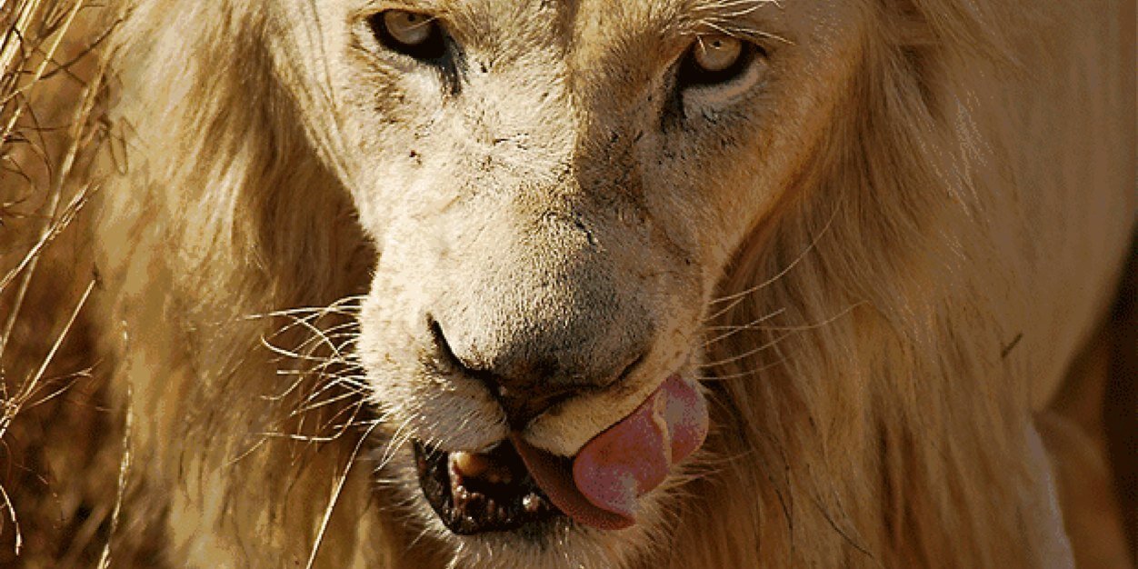 LionsUntamed's profile banner image