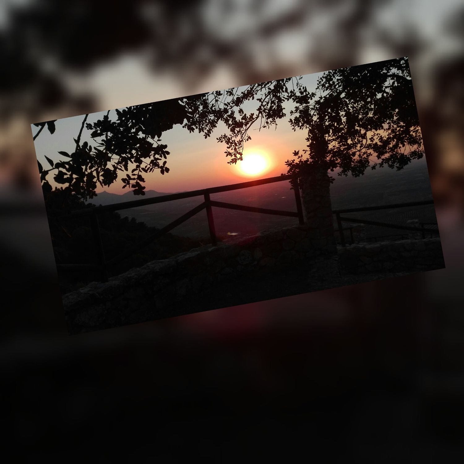 soniaorth's profile banner image
