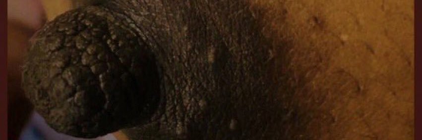 Wendy Llez banner