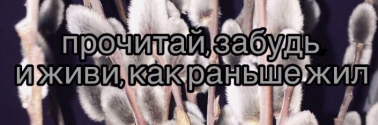 an_pipa's profile banner image