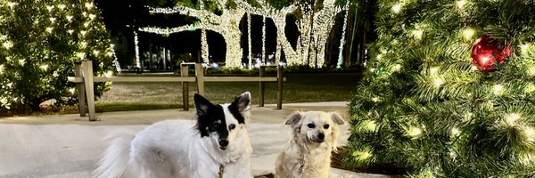 FriskyMav Profile Banner