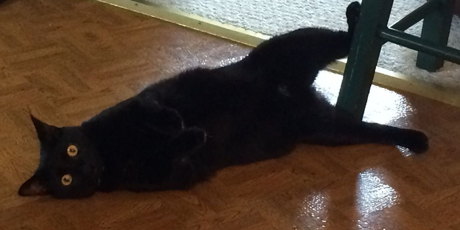 dancerchic94's profile banner image