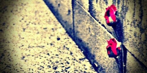 MsTasMcG's profile banner image