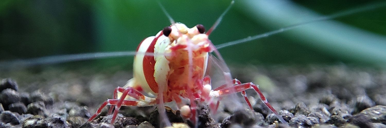 葬送のgozilla@やまちゃん banner