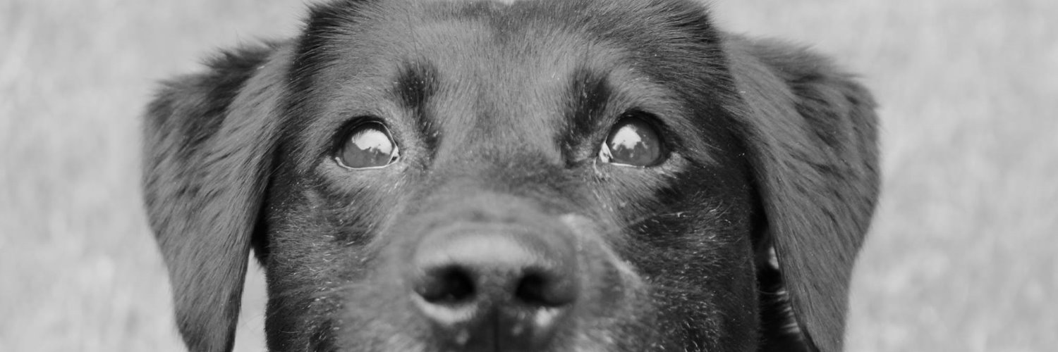 Nat | This Vet Runs banner