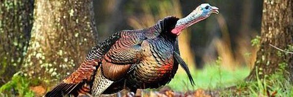 redlick83 Profile Banner