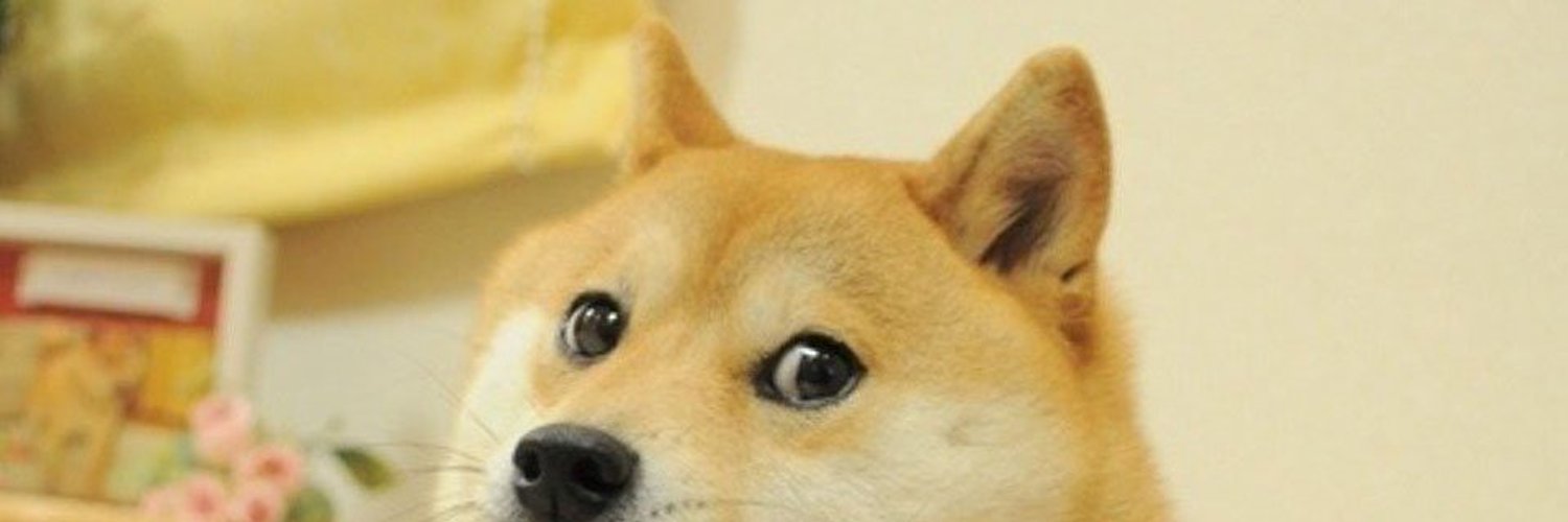 Doge banner