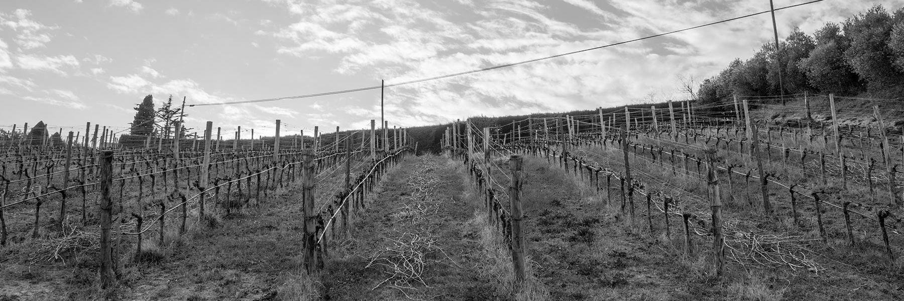 TheWalkingGrape's profile banner image