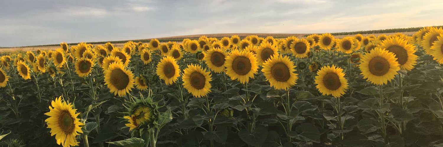 shupowy's profile banner image