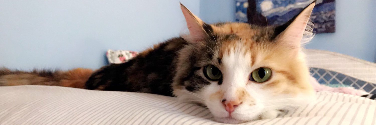 foxxelafox's profile banner image