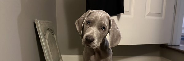 AnnabelleWidra Profile Banner